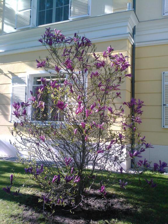 Château Visz Ngoại thất bức ảnh